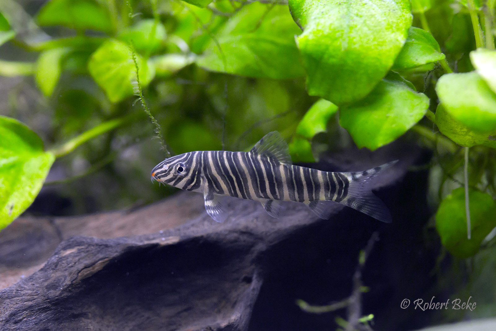 Zebra loach