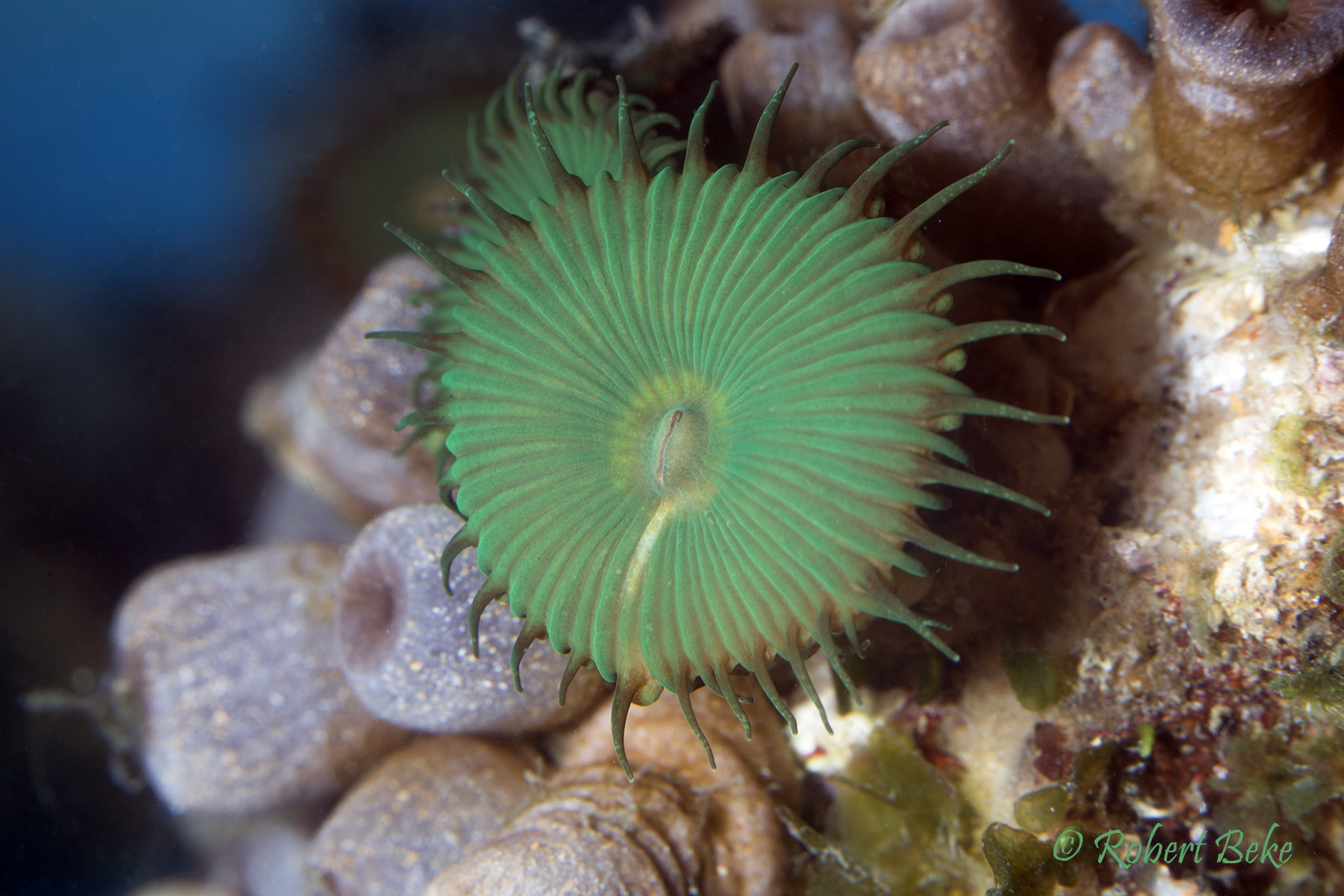 Zoanthid