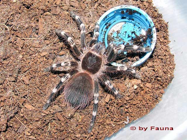 a_geniculata2.jpg