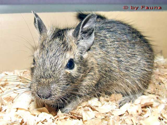 degu2.jpg