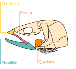 nonprotractile.labelled.gif