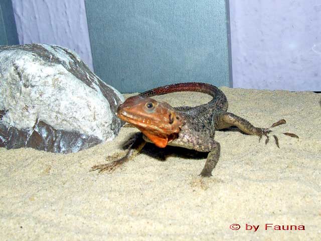 a.agama1.jpg