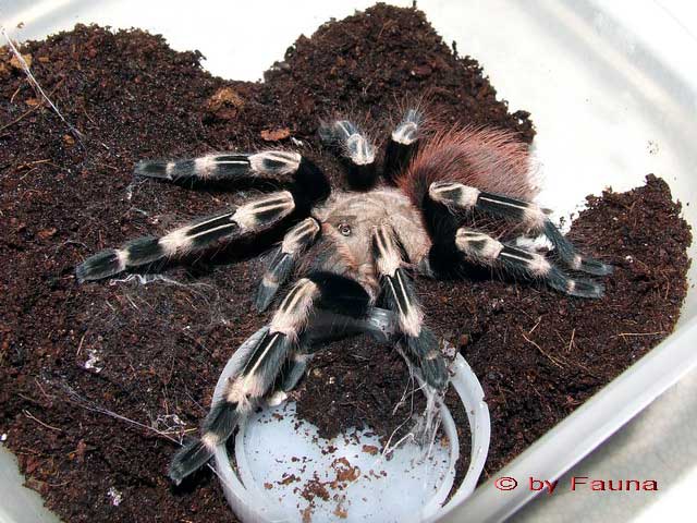 n.chromatus1.jpg