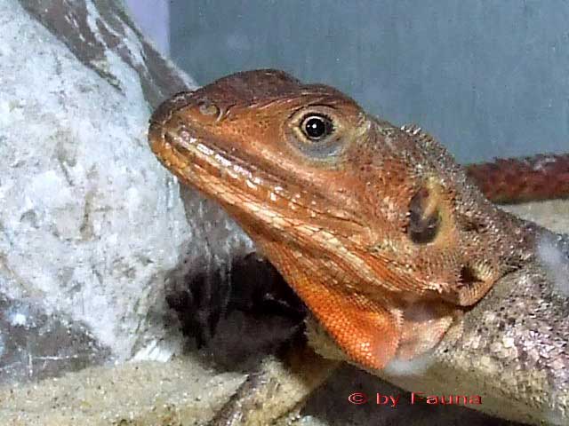 a.agama2.jpg