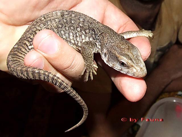 varanus.jpg