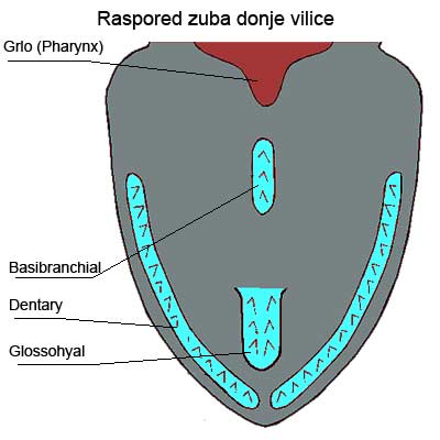 donja_vilica.jpg