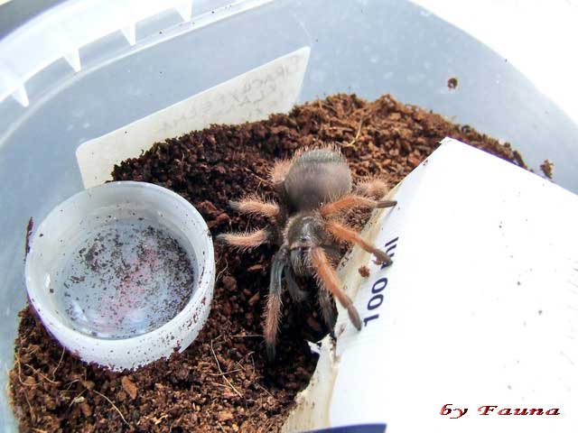 brachypelma_klaasi11.jpg