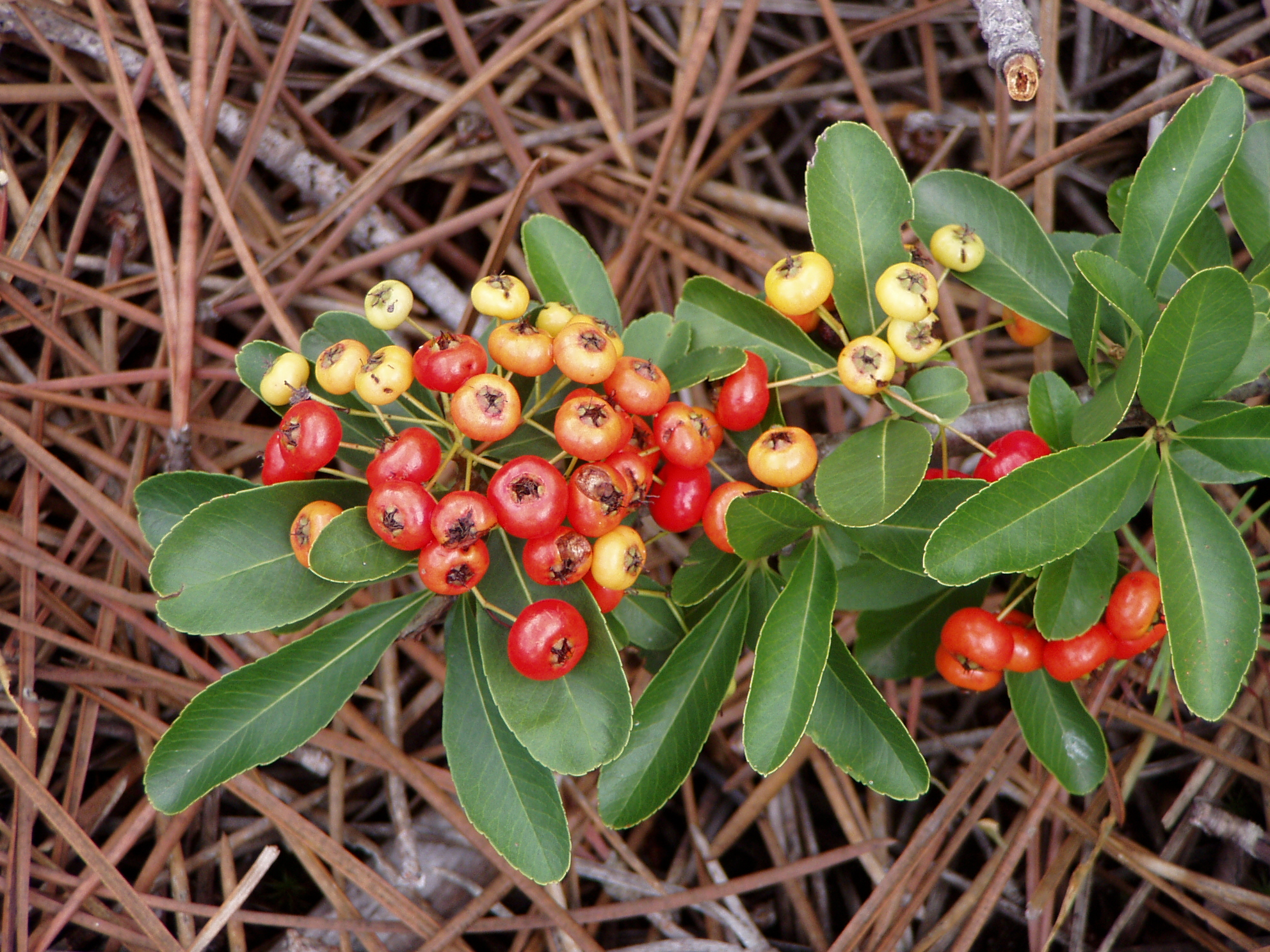 Pyracantha_coccinea_berries.jpg