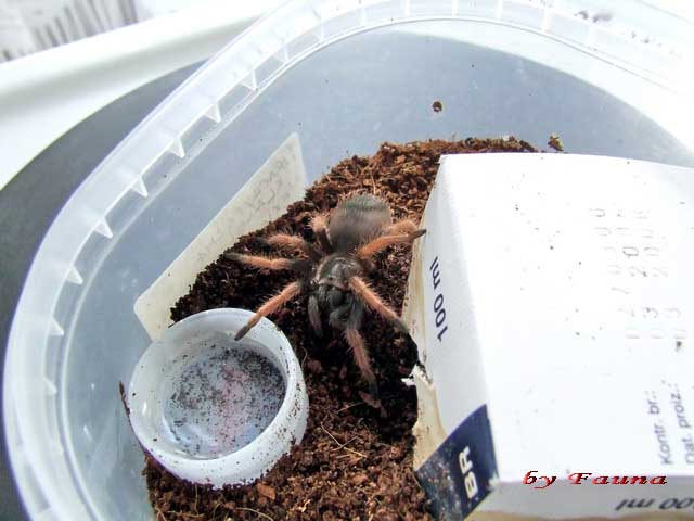 brachypelma_klaasi22.jpg