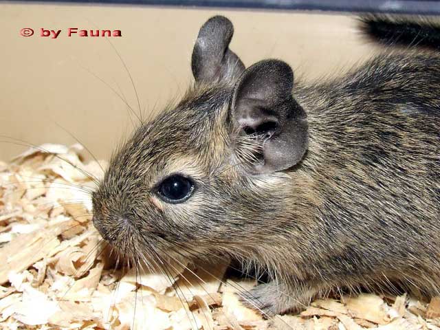 degu.jpg