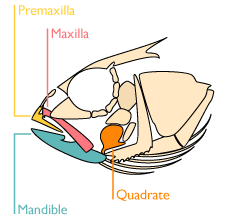 protractile.labelled.gif