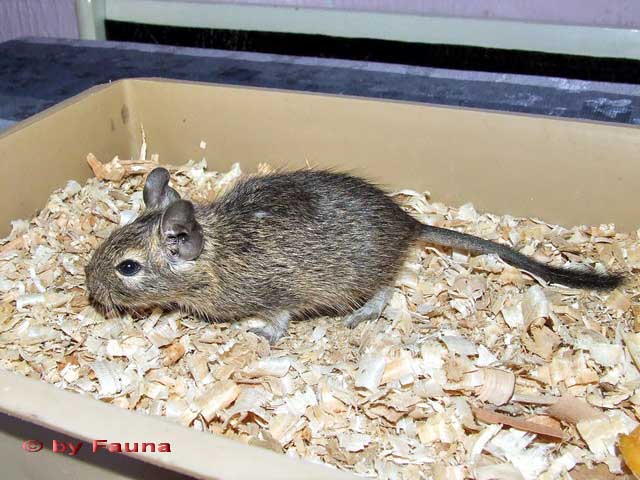 degu1.jpg