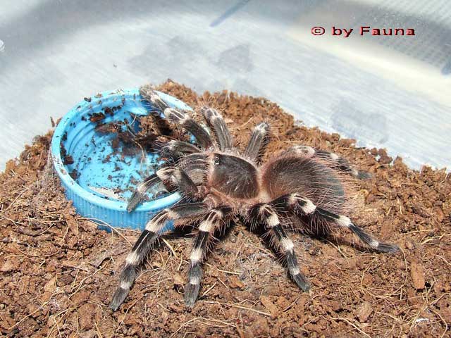 a_geniculata1.jpg